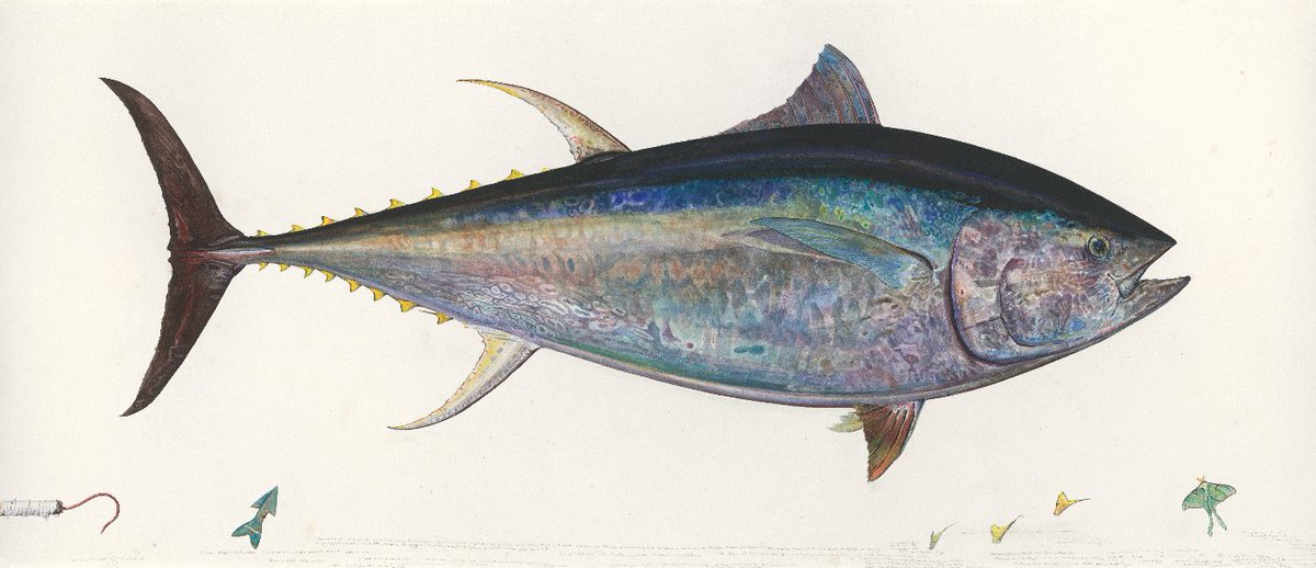 🐟 Did you know that bluefin tuna are warm-bodied? 🐟 

They have a rete mirabile system, which works like a heat pump, and allows them to travel long distances at breakneck speeds. 

sciencefriday.com/segments/bluef…