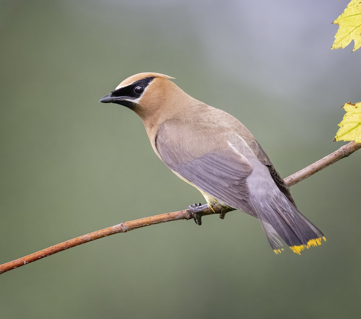 A younger Cedar Waxwing that has not gotten the waxy red tips on the ends of their wings yet. The older the Cedar Waxwing, the more red tips they have.