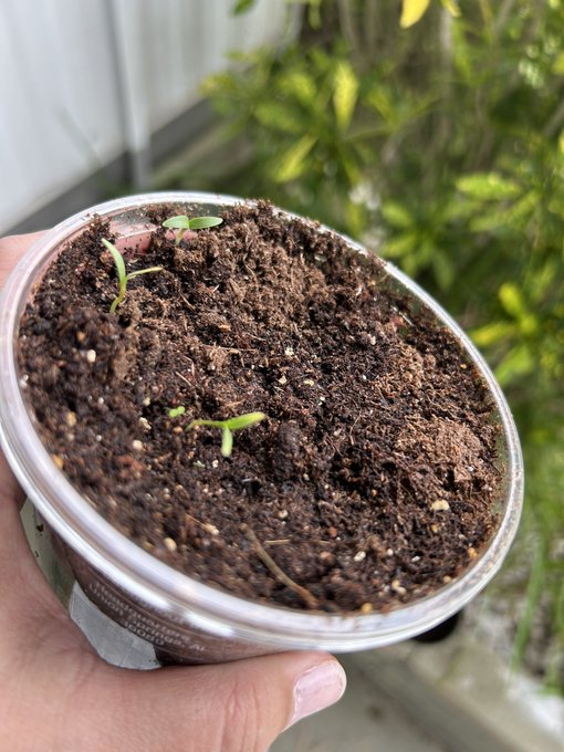 Basil and Cilantro! 🥹 Hoping they grow well! https://t.co/et9kfmG9rc