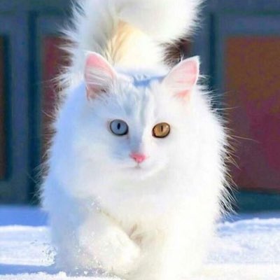 oliam862's tweet photo. #NewProfilePic https://t.co/sjYbX5KOe0
