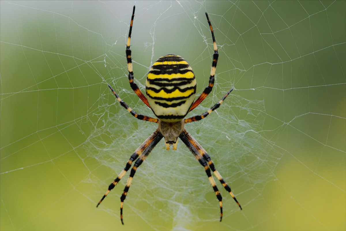 Wasp spider this morning first for me Northants @macro #Macro