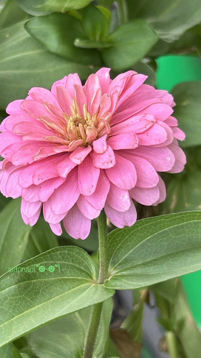 setnao812511's tweet photo. おはようございます🤗
素敵な一日を(*´∀`)♪

🌸🌸🌸🌱🌱🌱✨✨✨

 ₍ᐢ⑅•ᴗ•⑅ᐢ₎♡₍ᐢ⑅•ᴗ•⑅ᐢ₎♡ https://t.co/2Z1pN4i47X