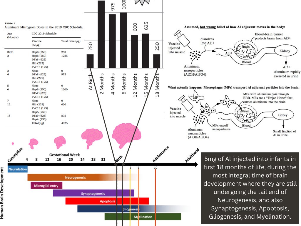 Inversionism's tweet image. Here is a quick infographic I made to help visualize and understand the absolute barbarism and negligence that is happening with injecting babies with 5mg of aluminum in their first 18 months of life, during the most important brain developmental windows where they are still in…