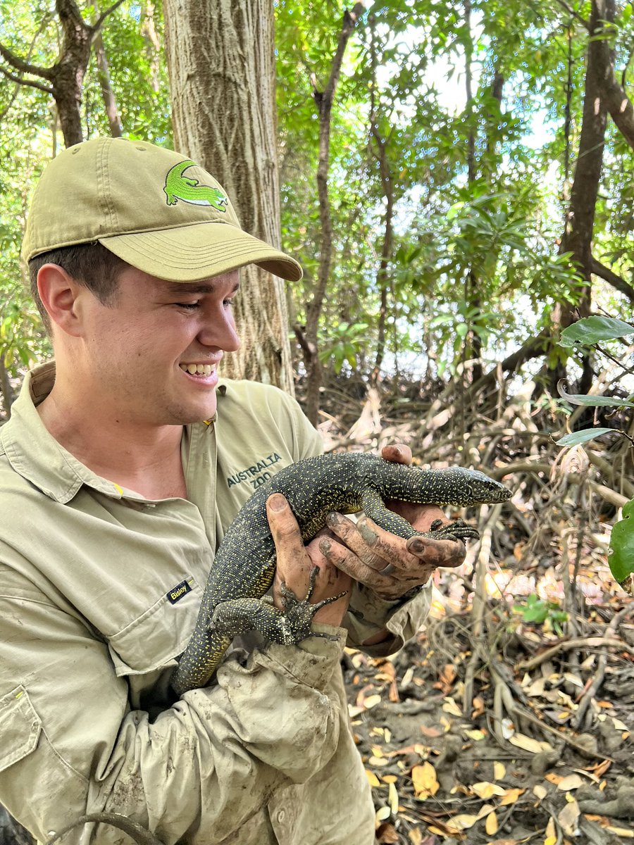 This indicus (mangrove monitor) was hanging around to check out how we catch crocodiles. We made sure we moved him safe distance from all the croc action. One of the most stunning lizards in my opinion! Just another gorgeous resident of the Steve Irwin Wildlife Reserve.