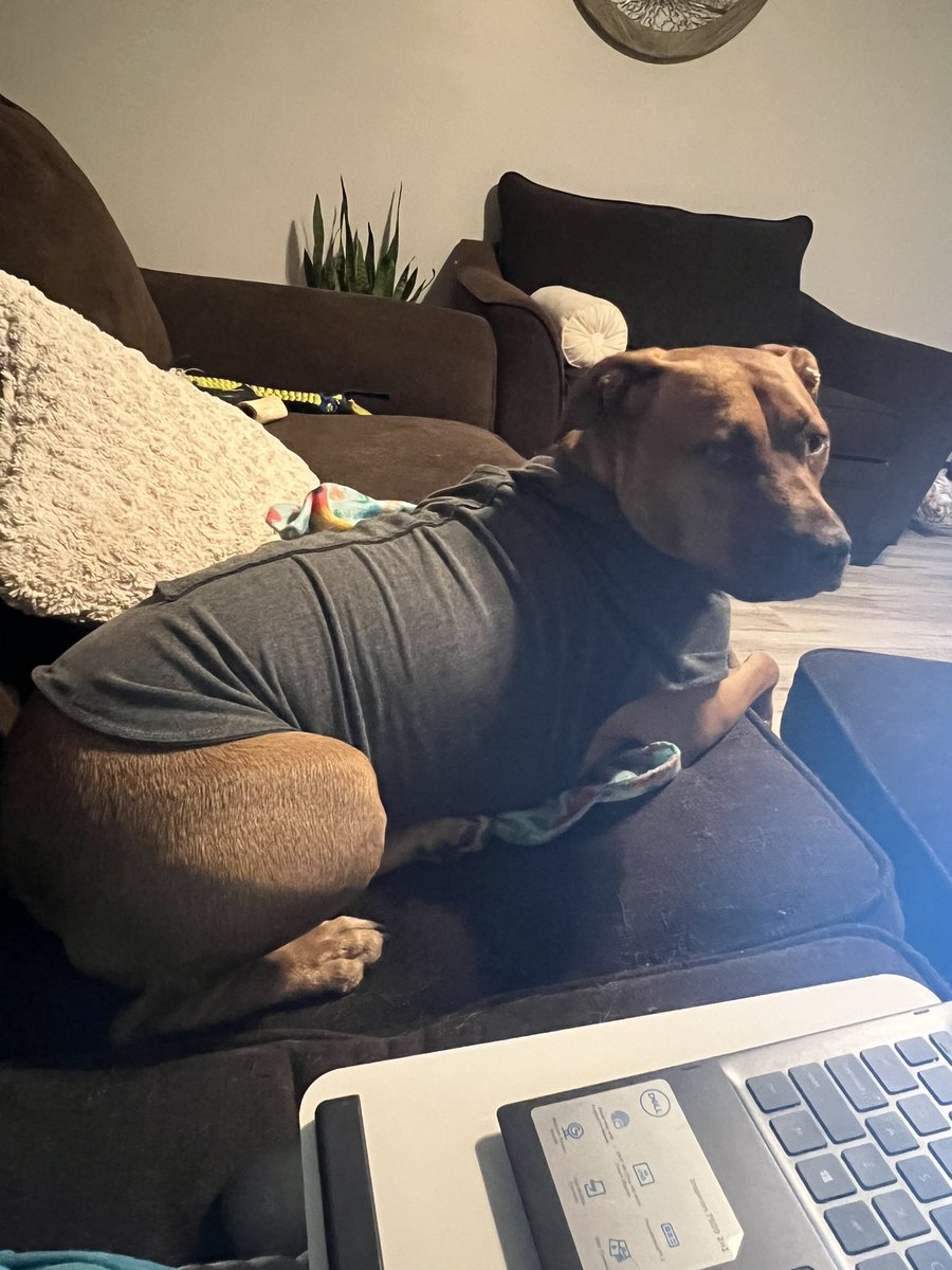terrye_thorp's tweet photo. Multi-tasking at its best 
-icing the broken ankle
-doing elementary statistics homework
-comforting this 60 lb pup during a string of pretty strong thunderstorms.
#brokenbones #ice #homework #thunderstorms #rescuepup #thunderjacket #multitask https://t.co/AJDbd95PHl