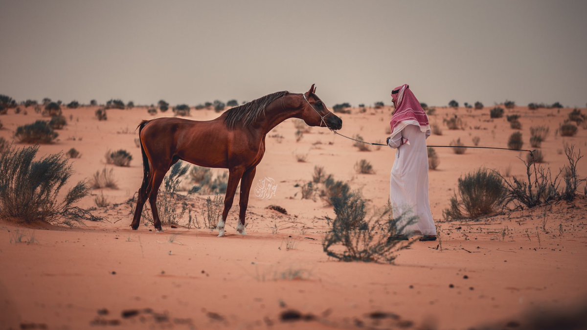 Ro7Raf7a's tweet photo. الخـيل هيبة في ملامحها جمال ..
والعنفوان أجمل من جموح الخيول
أحب انا المهـرة إلى حد المحال ..
وأجمل خيول الأرض لاصارت جفول

لشاعرها … https://t.co/oSzLObYGfO