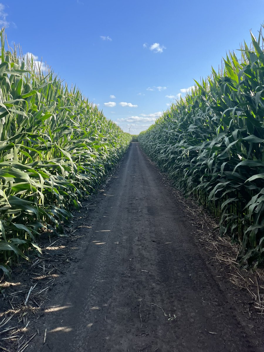zebulousprime's tweet photo. Zero commercial fertility outside of supplemental N here for 3 years. 18 inches of rain. Fed by sheep, pig and chicken intestinal fortitude coupled with edge row expression. Build the wall. #stockcropper #farmweird https://t.co/jgCa91kLPi