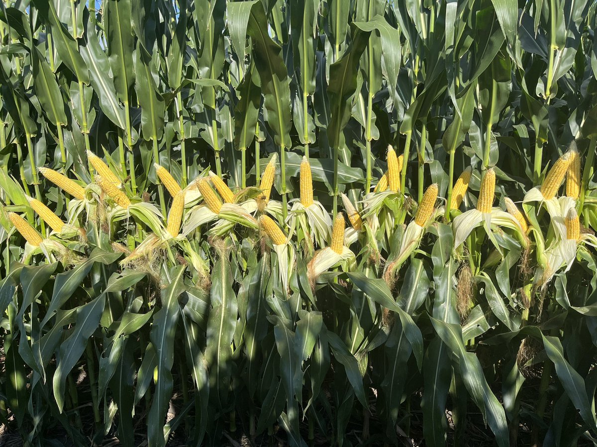 zebulousprime's tweet photo. Zero commercial fertility outside of supplemental N here for 3 years. 18 inches of rain. Fed by sheep, pig and chicken intestinal fortitude coupled with edge row expression. Build the wall. #stockcropper #farmweird https://t.co/jgCa91kLPi