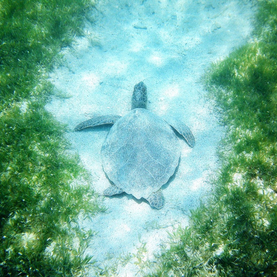 Calling all ocean guardians! We need your support.
As a dedicated #volunteer, you'll be at the heart of our mission to protect &amp; preserve precious ocean environments. Join us at exciting events as an #advocate for Gumbo Limbo Coastal Stewards.

Learn more: bit.ly/44KFx7y
