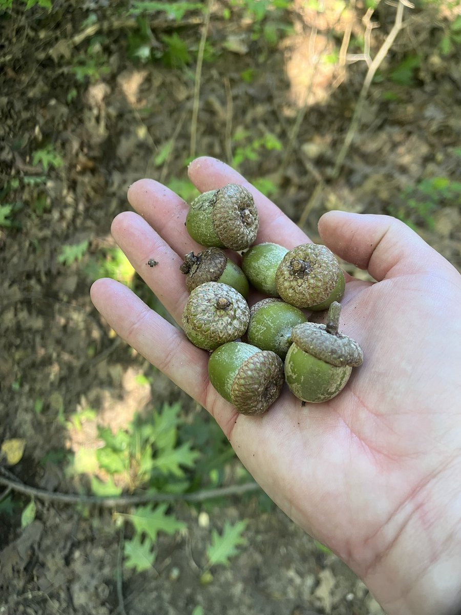 As traumatic as this last storm was, it proved that parts of Michigan are having a great acorn production year. These red oak acorns were littered across the forest on today’s hike.