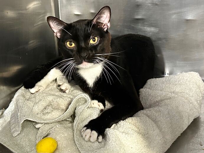 THERE ARE 29 ANIMALS (8 CATS &amp; 21 DOGS) :( AT RISK FOR TUESDAY 8/29/23 DEADLINE IS NOON. PLEASE SHARE, FOSTER, ADOPT, TAG FRIENDS, POST TO SOCIAL MEDIA SITES, PLEDGE TO HELP SAVE THEIR LIVES. NEW PHOTOS newhope.shelterbuddy.com/animal/list
