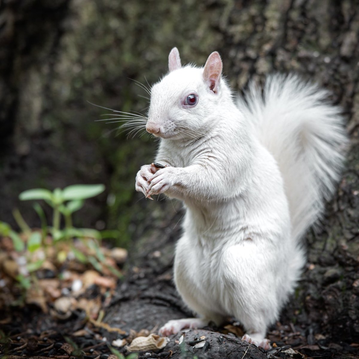 2021 Spring. Eva the albino squirrel 💞🎉✨😍