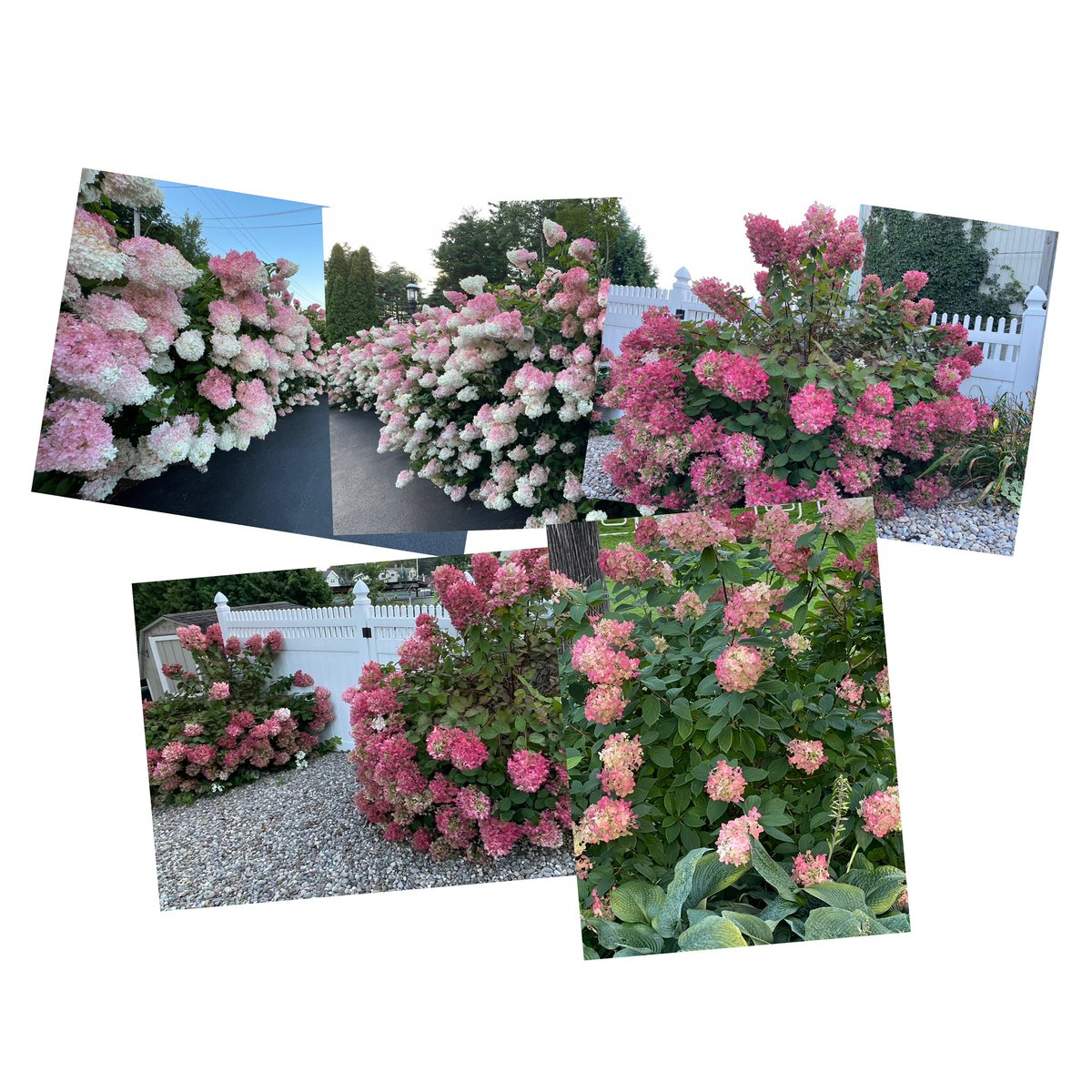 A few of our favorite things.  #hydrangea #hydrangeamadness #boathousewaterfrontlodging