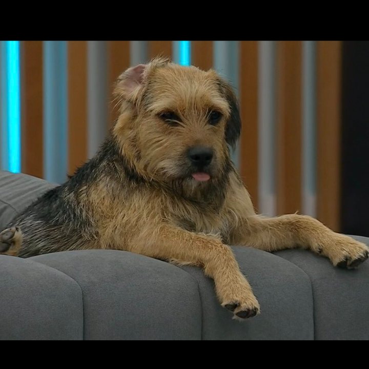 Blue bird is the real Twiitter tweet media