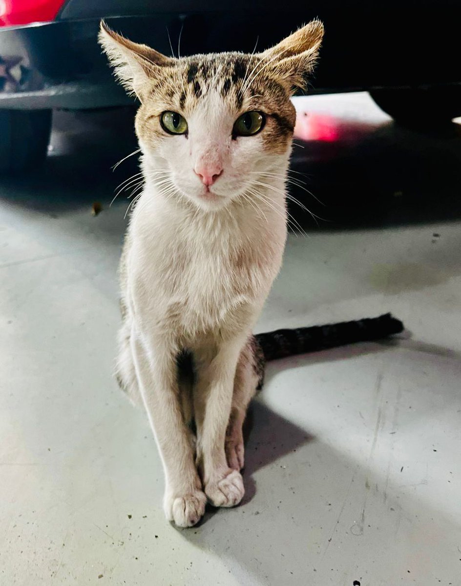 Bomberos_CDMX's tweet photo. Lamentamos profundamente el fallecimiento de nuestro amigo y compañero Wicho 🐈, siempre lo llevaremos en nuestros corazones 🤍 https://t.co/BCNld6fjxX