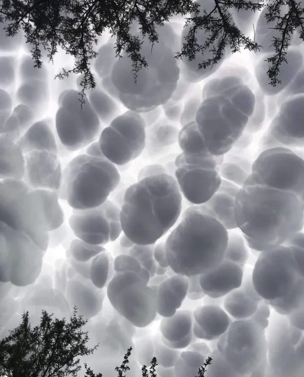 CapLaloVargas's tweet photo. Una nube mastodóntica, mammatus es un término meteorológico aplicado a un patrón de célula que amontona masas de nubes en su base, desarrollando cúmulos o cumulonimbos, y, también en altocúmulos, altoestratos, estás llamadas cúmulus nimbus mammatus 😍 (no volar ahí) https://t.co/qm5w0nERch