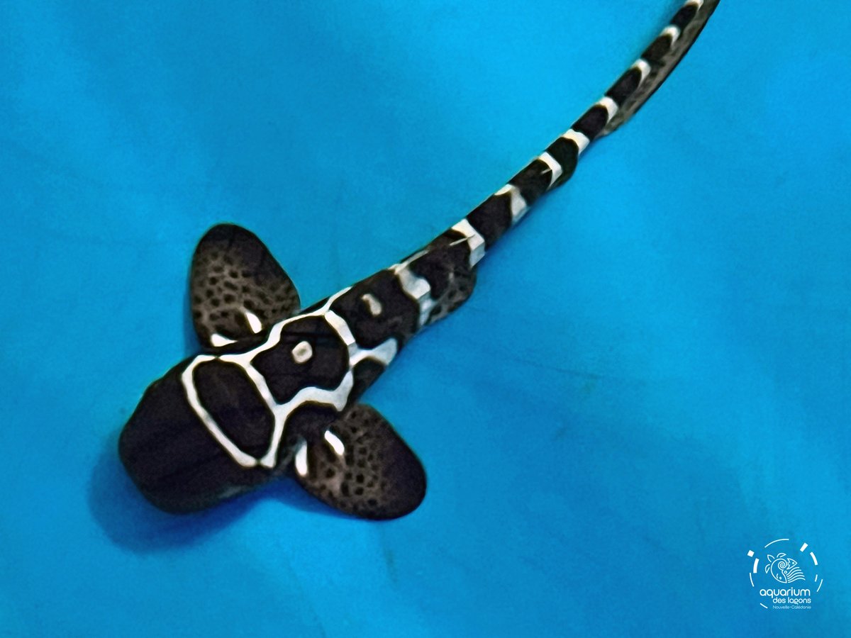 The Zebra Shark Project New Caledonia (@zebrasharknc) on Twitter photo Our team is studying the movements and behavior of juveniles using acoustic telemetry. New sharks were tagged today in New Caledonia! #zebrasharkprojectnc #zebrasharks
<a href="/laboratory_and/">Lab. of Marine Biology and Ecology</a> <a href="/OlivierCHATEAU5/">Olivier CHATEAU</a> <a href="/HLassauce/">Dr Hugo Lassauce</a> <a href="/AquariumDLagons/">Aquarium des Lagons</a> Our team is studying the movements and behavior of juveniles using acoustic telemetry. New sharks were tagged today in New Caledonia! #zebrasharkprojectnc #zebrasharks
<a href="/laboratory_and/">Lab. of Marine Biology and Ecology</a> <a href="/OlivierCHATEAU5/">Olivier CHATEAU</a> <a href="/HLassauce/">Dr Hugo Lassauce</a> <a href="/AquariumDLagons/">Aquarium des Lagons</a>