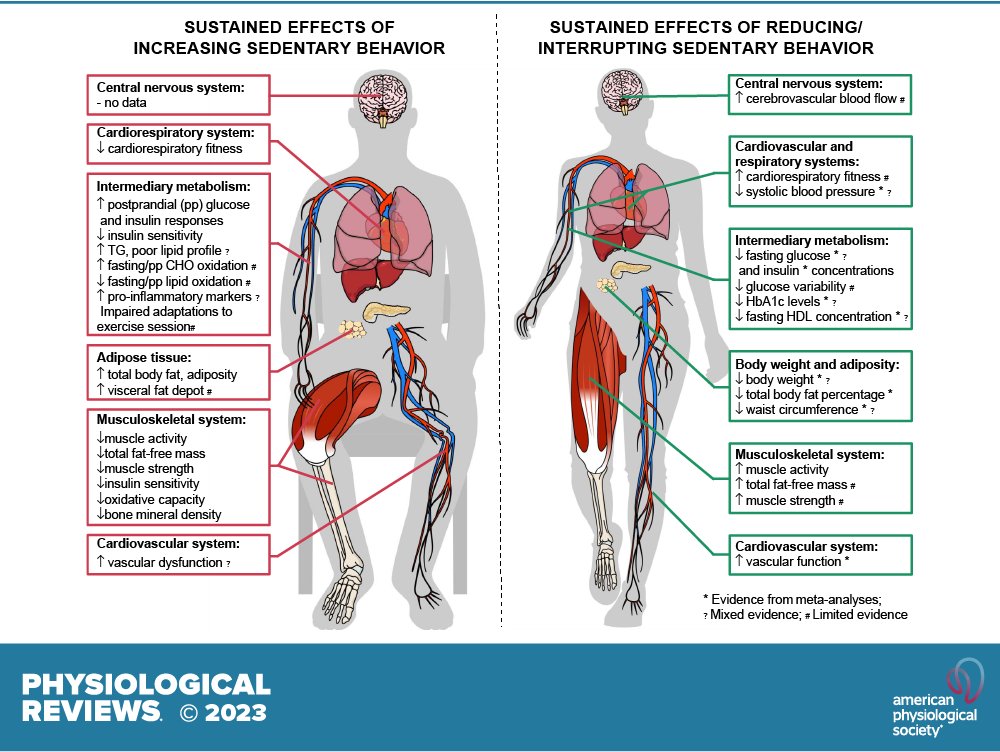 The Physiology of Sedentary Behaviour (& potential benefits of⬇️or breaking it up) journals.physiology.org/doi/full/10.11… Our attempt at summarising the evidence, with still much to be disentangled - distinct mechanisms, interactions, dose-response? Huge credit to the talented @AnaJPinto👏