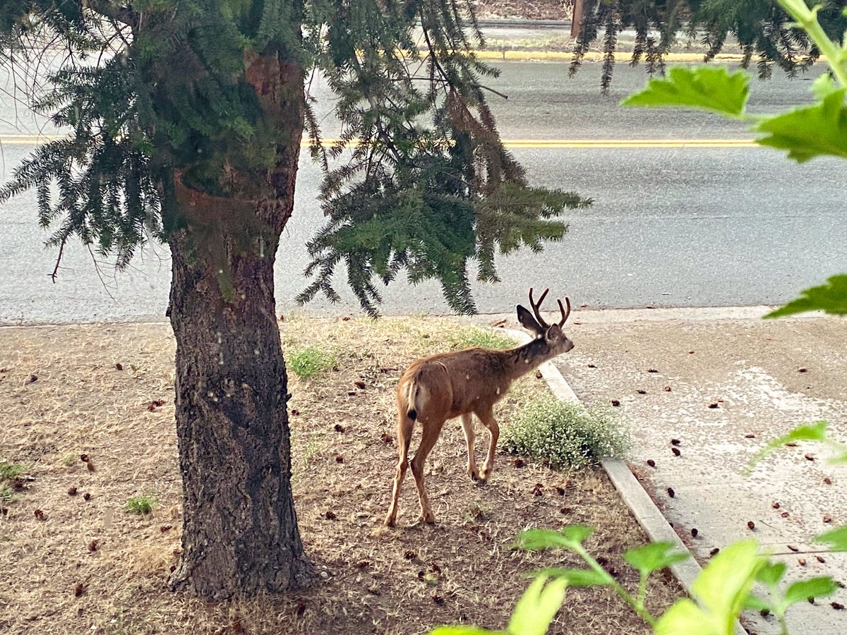 Hearing news that a huge black bear was seen in hot pursuit of a mule deer downtown today 🦌 Wonder if it’s the same #bear that got into our garbage the other night?
 #PrincetonBC #nature