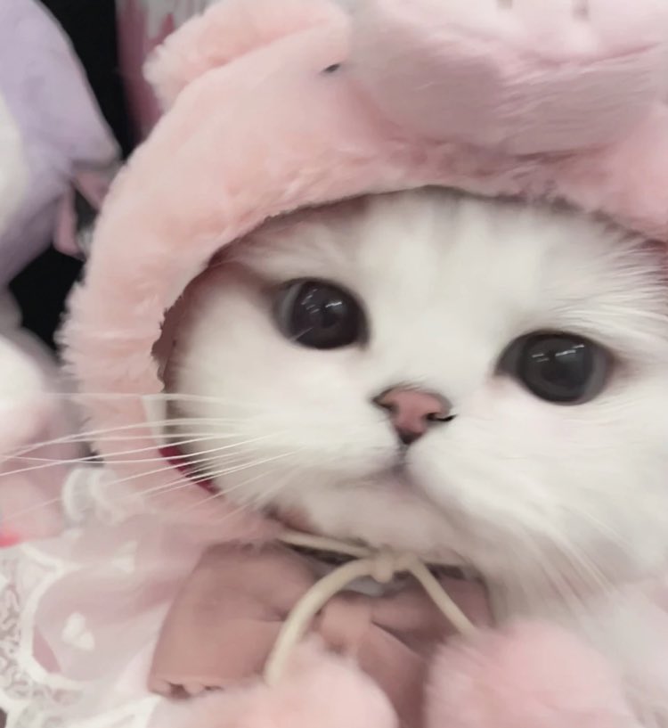 heartipink's tweet photo. kitty https://t.co/Y9bQM1JeJ1