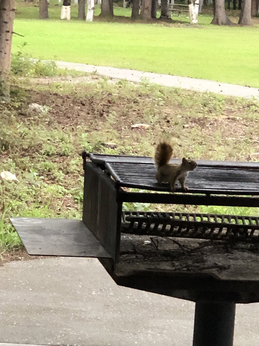ManChurch_'s tweet image. 🤣🔥🤣

Fresh squirrel on the grill

😝

#Alaska
#2Alaska

#ManTalk