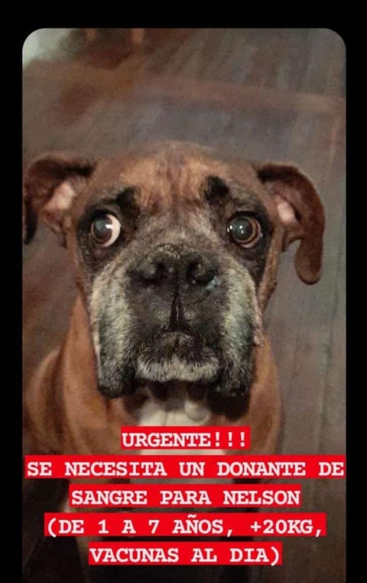 carolarubenn's tweet photo. Por favor es urgente https://t.co/0SJkKxq4cW