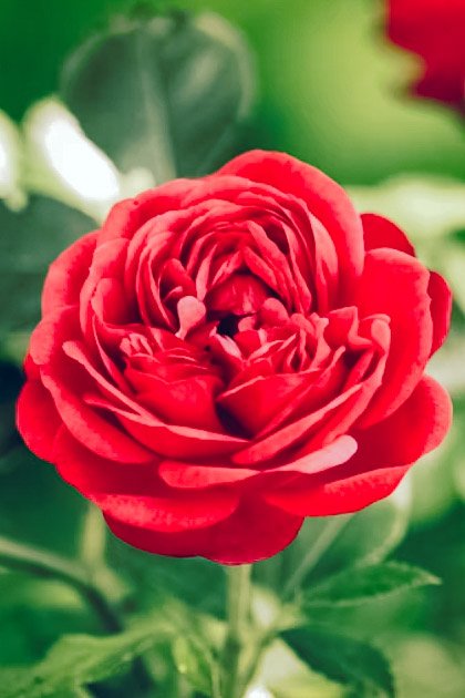 A single flow'r he sent me, since we met.
All tenderly his messenger he chose;
Deep-hearted, pure, with #scented dew still wet -
One perfect #Rose.

- Dorothy Parker
#FlowerPower
#CabbageRose
#HappinessFlower
#hope 
#red