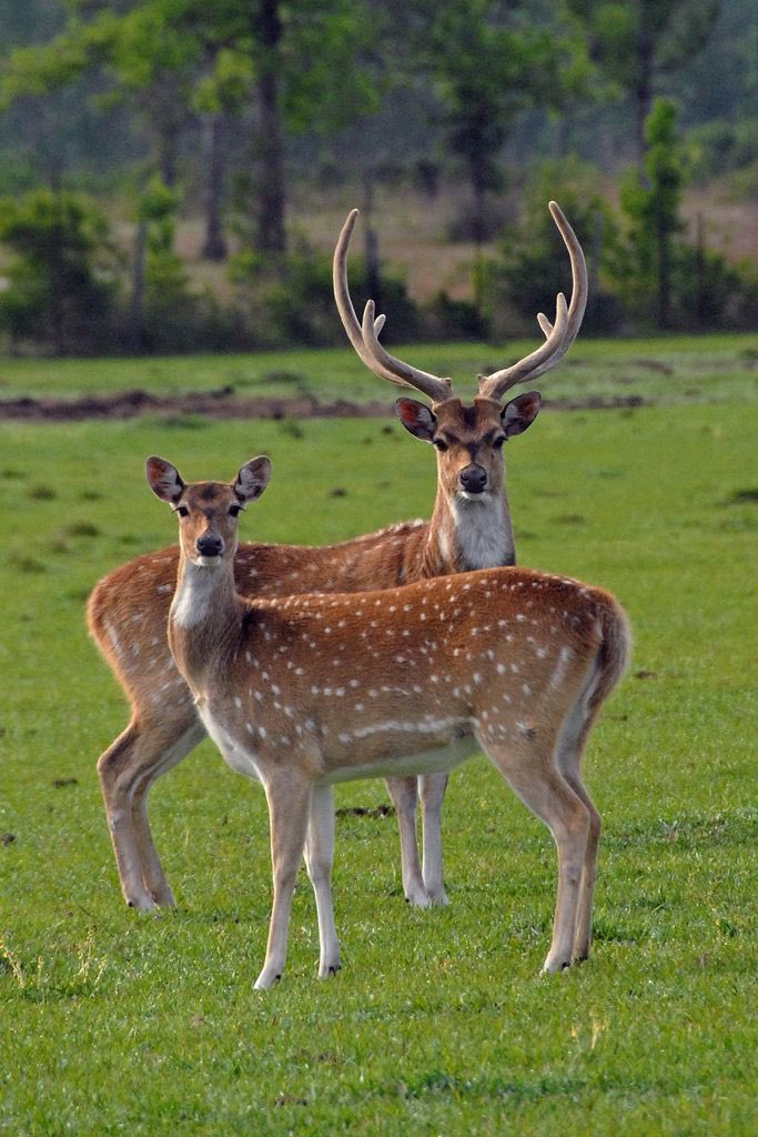 Good morning Twitter-Friends…🌷🍃☕️ Have a happy Monday and a beautiful new week🌳☀️🦌🦌 #MondayMorning 🌷 #HappyNewWeek ☀️ #CoffeeTime ☕️ #AnimalLovers 🩷 #StayPositive 🌸 #PeaceAndLove 🕊️