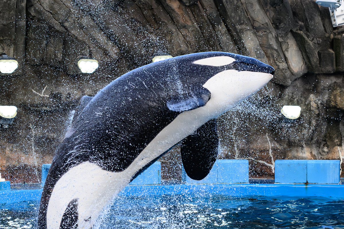 saasaansan's tweet photo. あの巨体で飛ぶと迫力あるね
#私とニコンで見た世界 
#Nikon
#z9
#名古屋港水族館
#シャチ https://t.co/xPXc7sB5Xy