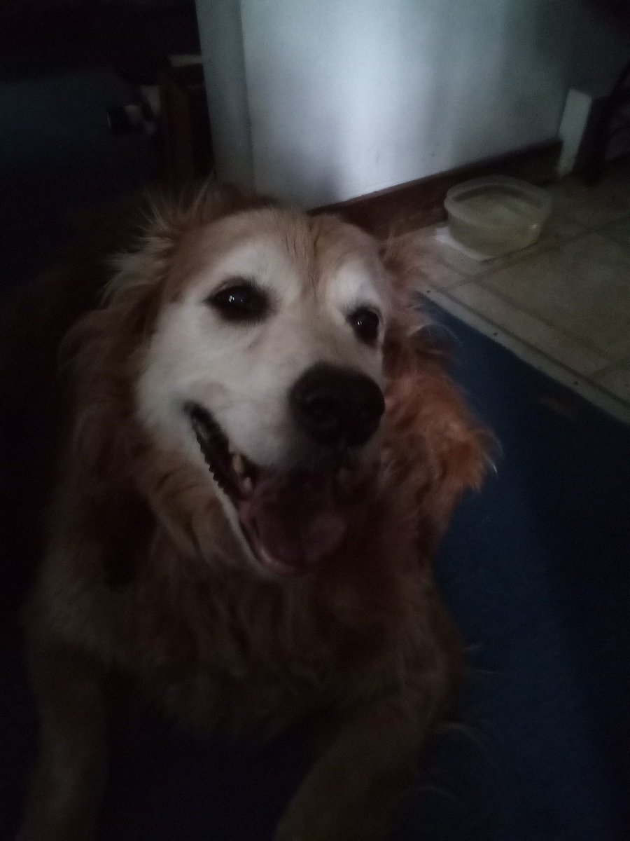 Just found out a little ago that biggie sis Mia has crossed the rainbow bridge shortly before  midnight on August 27, 2023 to be with Heidi. She is already missed and look forward to the day I will see her again. 🌈 😢