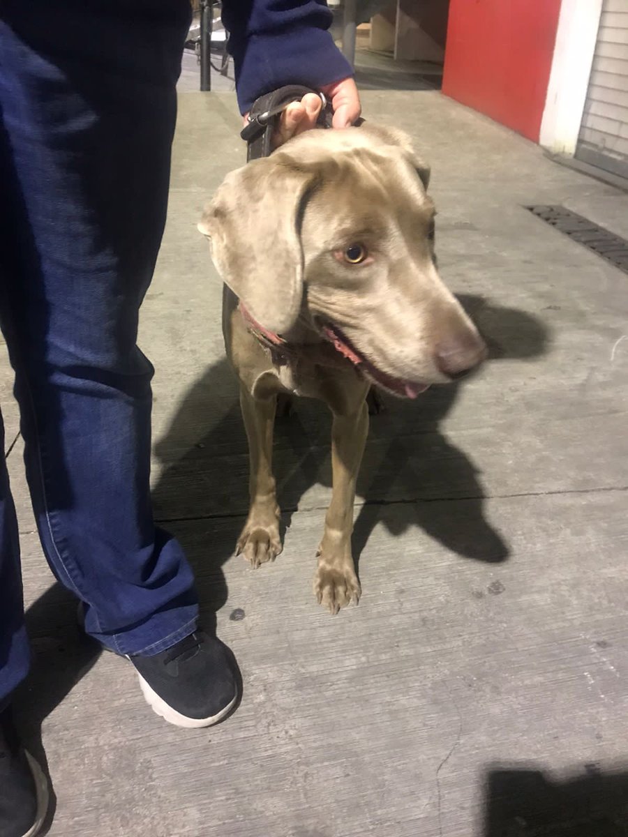 gabaleyva's tweet photo. ¿Me ayudas a encontrar a mi familia? Me encontraron en Taxqueña con un paliacate naranja muy sucio, me resguardaron porque me iban a atropellar, soy un cachorro de Weimaraner ¿me regalas tu RT? https://t.co/nOtAAO3sy4