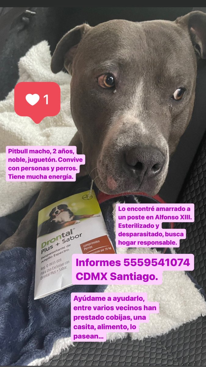 <a href="/supercivicosmx/">Los Supercívicos</a> <a href="/BJAlcaldia/">Alcaldía de Benito Juárez</a> Ayudemos a encontrarle hogar