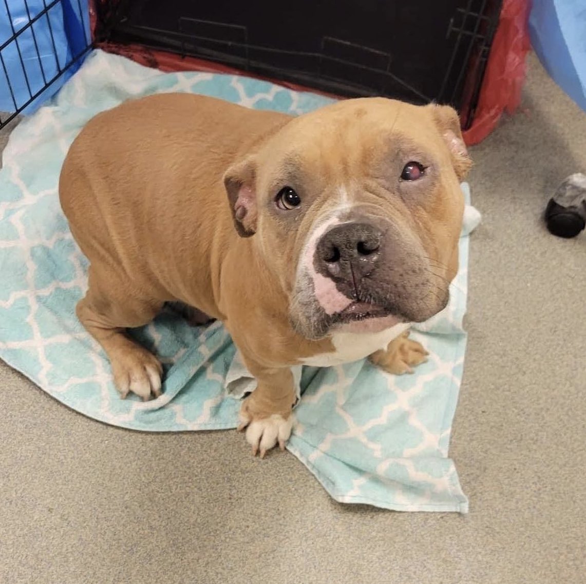 In other news, I was able to make it down to <a href="/MiamiDadeAnimal/">ASD</a> yesterday before they closed, and was able to pull 3 dogs! These babies will get the best care possible and we will do everything we can to find them amazing homes ❤️Meet Goomba, Luna and Rada!