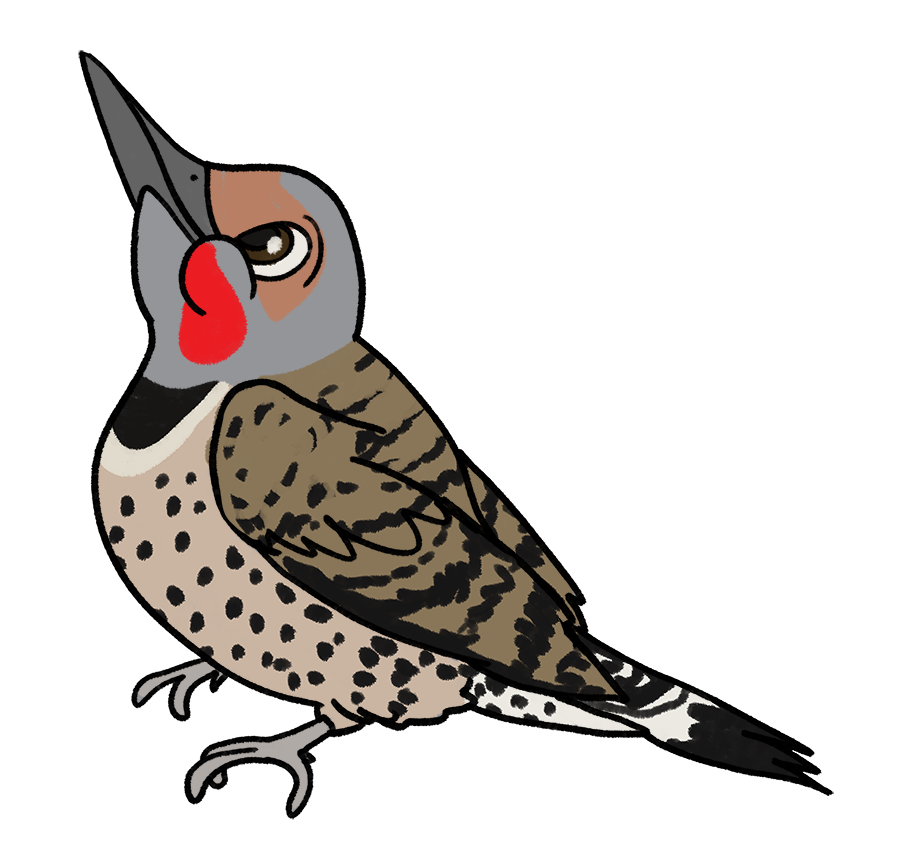 MaddieFawnadeer's tweet photo. More Disney-style birds
1. Northern Cardinal (male)
2. Northern Cardinal (female)
3. Northern Flicker
4. Northern Mockingbird
#art #redbubble #birdstickers #northerncardinal #cardinal #northernflicker #northernmockingbird https://t.co/KBQY9fVBB6