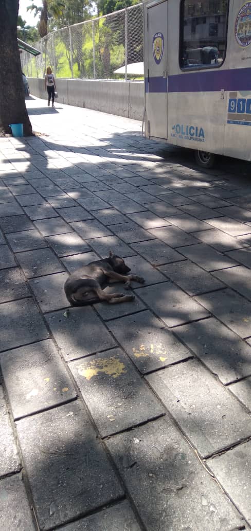 #VzlaEntrampadaEntreLaDuplaMudPsuv🇻🇪🇻🇪 tweet media