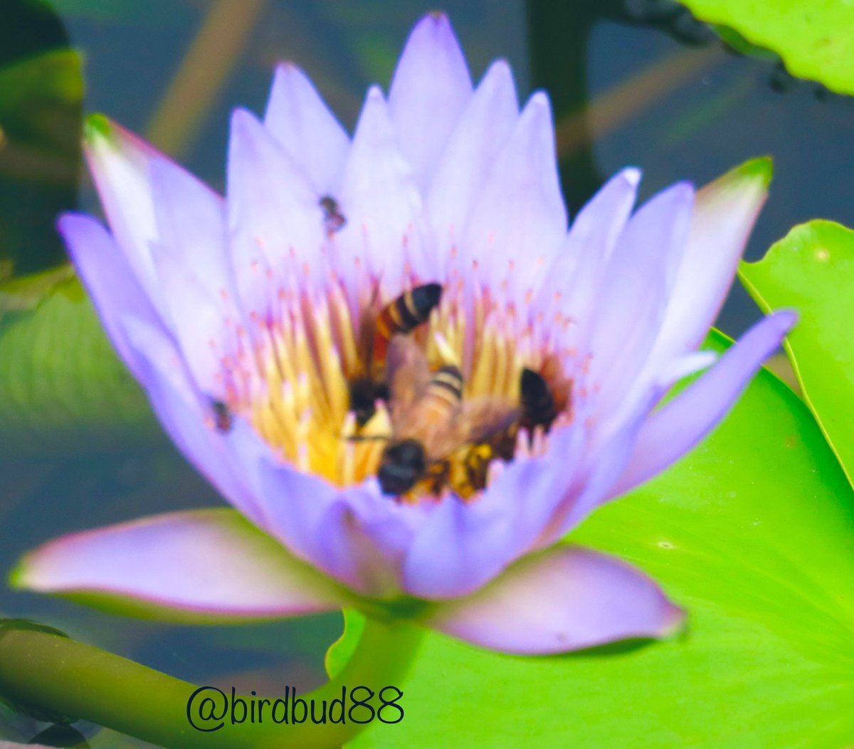 birdbud88's tweet photo. 🌞☕️Twitters🐦Pretty varieties of Water lilies 🪷#NaturePhotography #TwitterNatureCommunity #TwitterNaturePhotography #nature #Asianflora #Singapore https://t.co/ZQJZbUtQqc