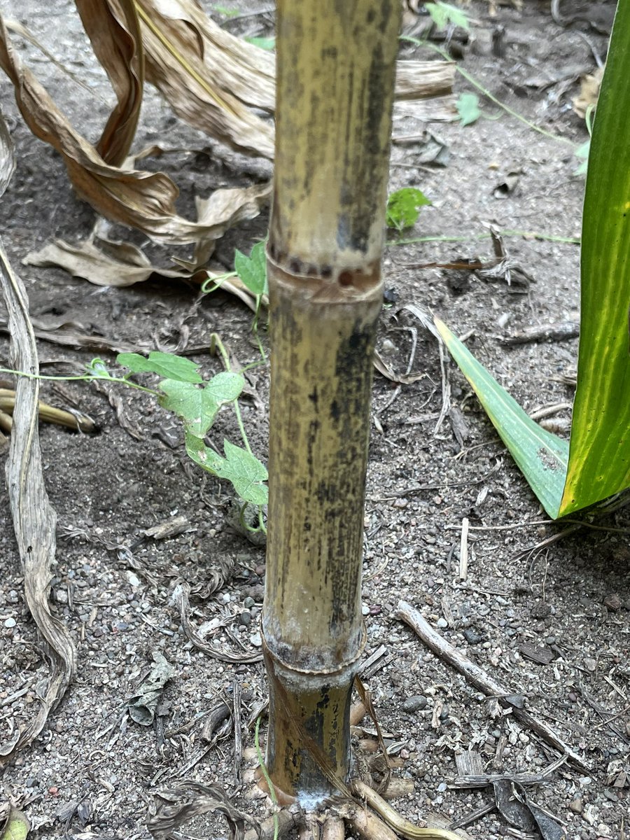 TerryMente's tweet photo. Finds for the week in Southeast Iowa: ears starting to hang in stressed areas after this week’s heat, widespread Anthracnose Top Dieback and stalk rot, and still some very impressive corn after this year’s trying growing season. https://t.co/traTgpXOA5