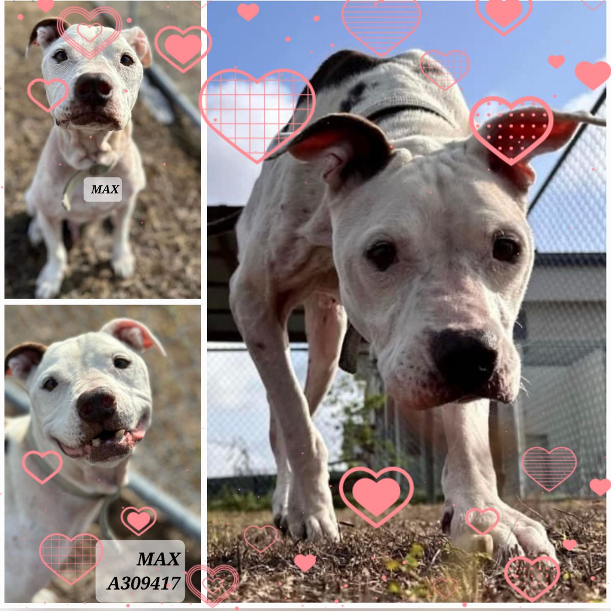 🤩🆘️#SaveOurSeniors MAX #A309417 
Amazing 14 yo #Staffy has had a hard time of it 
Needs #SoftLanding before 12p 8/31 ⏰️💉☠️
#CorpusChristi #TX has let him suffer,  it's time to turn it around.  
#GentleSoul needs 🏡🍖 🩹💊🩺to nurse to health.  
RT, #adopt #foster #pledge