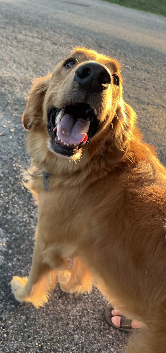 LippCarmen's tweet photo. Winston puts the golden in golden retriever https://t.co/NU2YIzu7hY