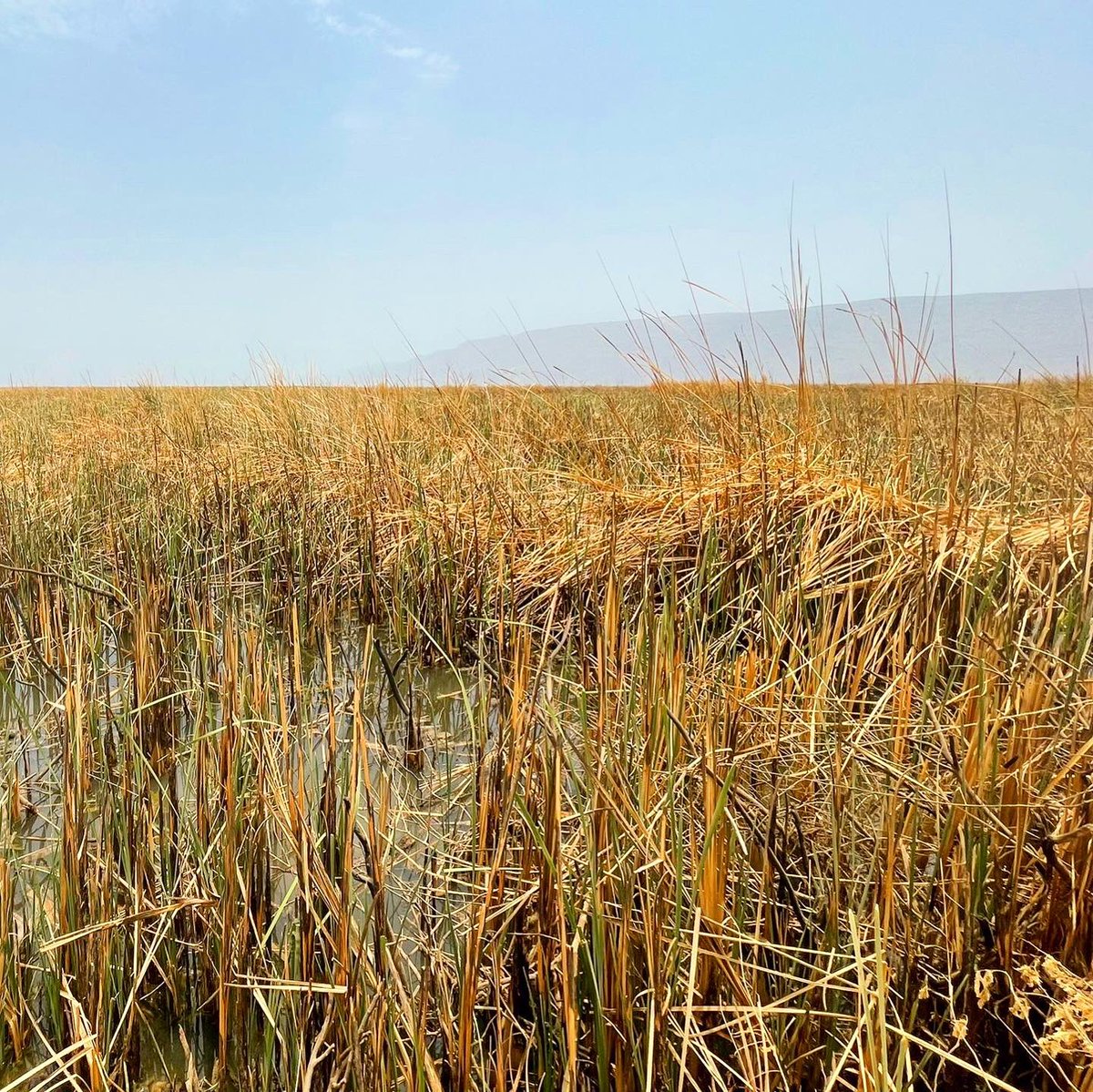 CanGoAfar's tweet photo. Not far from Asiata sits Gemeri Lake, whose nearby wetlands are home to reeds that are used by the Afar to make woven mats (or “ari”), an integral part of the daboita the traditional Afar domed dwellings that can be seen throughout northern Ethiopia. https://t.co/98zn6FIVYH