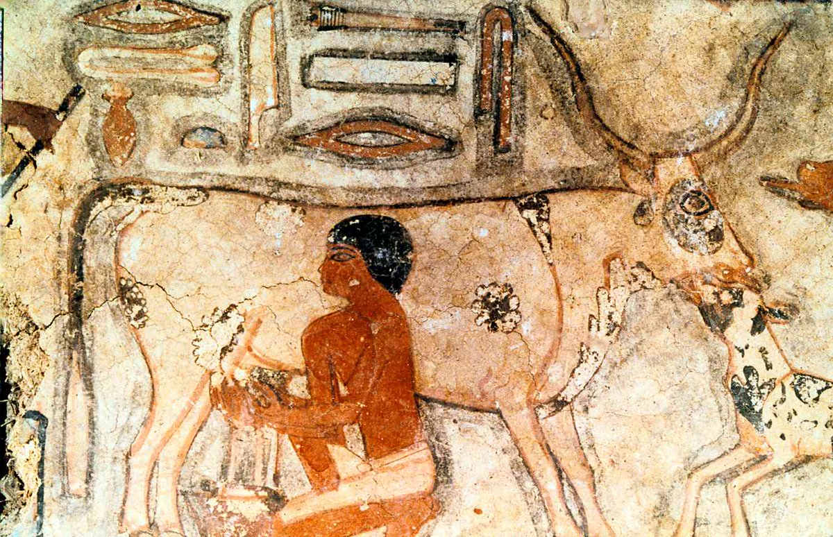 WestonAPrice's tweet photo. The Raw Milk Institute published an article "Why Humans Drink Raw Milk" we link to via https://t.co/QNYtAoPWgx. They answer the question: Why did ancient humans start to consume milk from other mammals? Sneak peak: raw milk allowed humans to thrive in conditions where survival would have been difficult.

Visit https://t.co/RovIIvhvFz to learn about the benefits and possibly find sources near you!