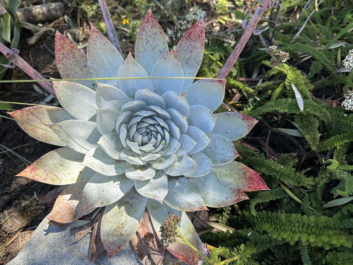 OCDudleya's tweet photo. Love me some freckles!!! 
#dudleya #brittonii #california #californiaNativePlants #succulent https://t.co/Ne8LlcPWo7
