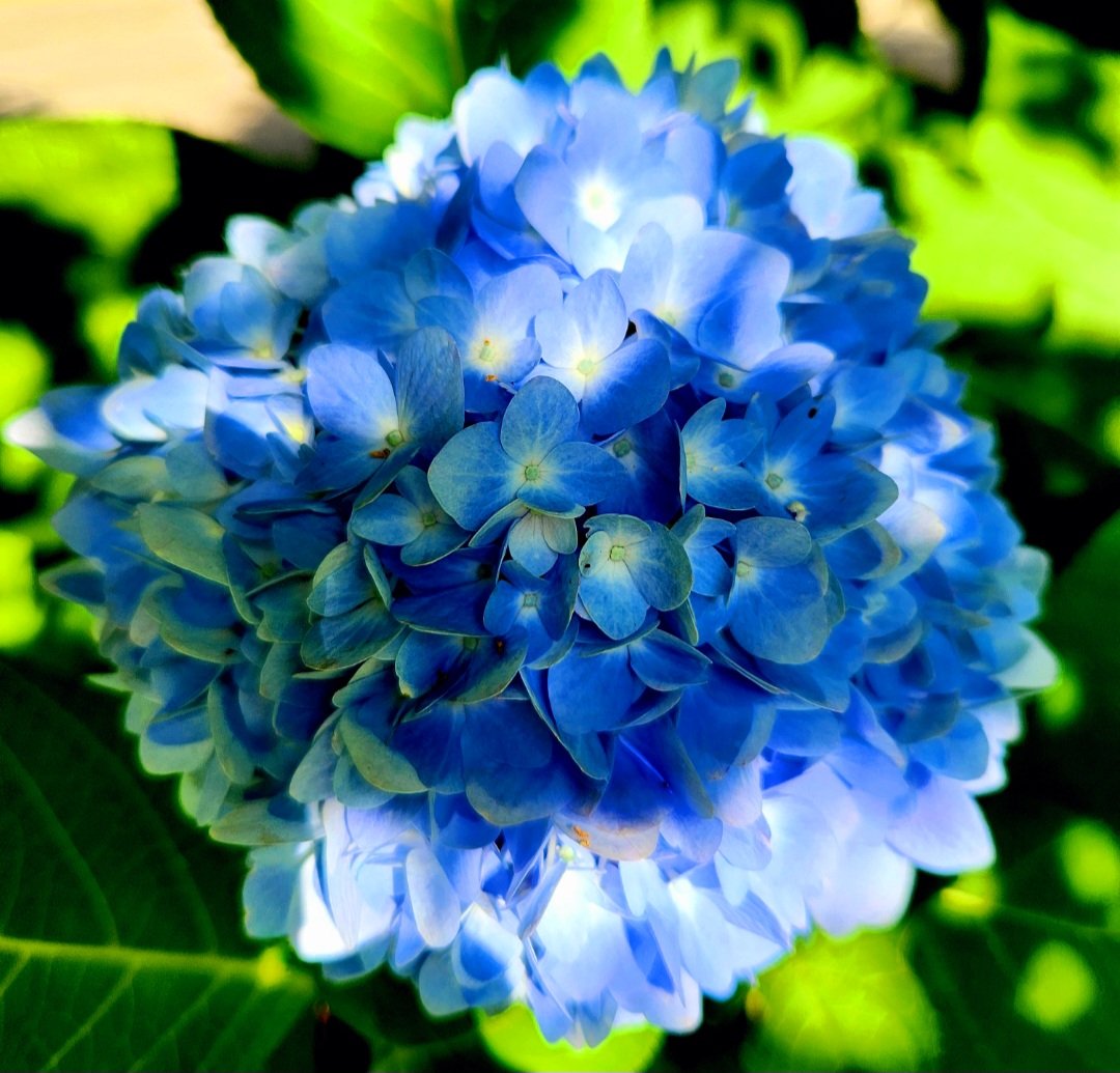 A late frost meant this was the first year my hydrangeas didn't bloom— until now. I have this one perfect blossom, and I love it. 💙