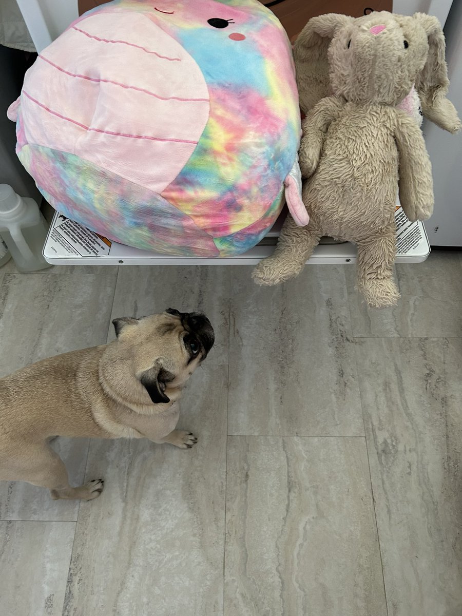 PetuniaMaePug's tweet photo. Goodnight 😴 pals! I hope y’all had a good day. Look 👀 what happened to Mr. Bunny 🐰 &amp; others!?! 🙉 They got a baff 🛁.. thankfully they survived da baff. Have a great new week ahead! Sweet dreams 😴 pals of 🐷 🐾 🐑. Lub you. 😘 #pugsoftwitter #dogsoftwitter https://t.co/XtFwVa1UVm