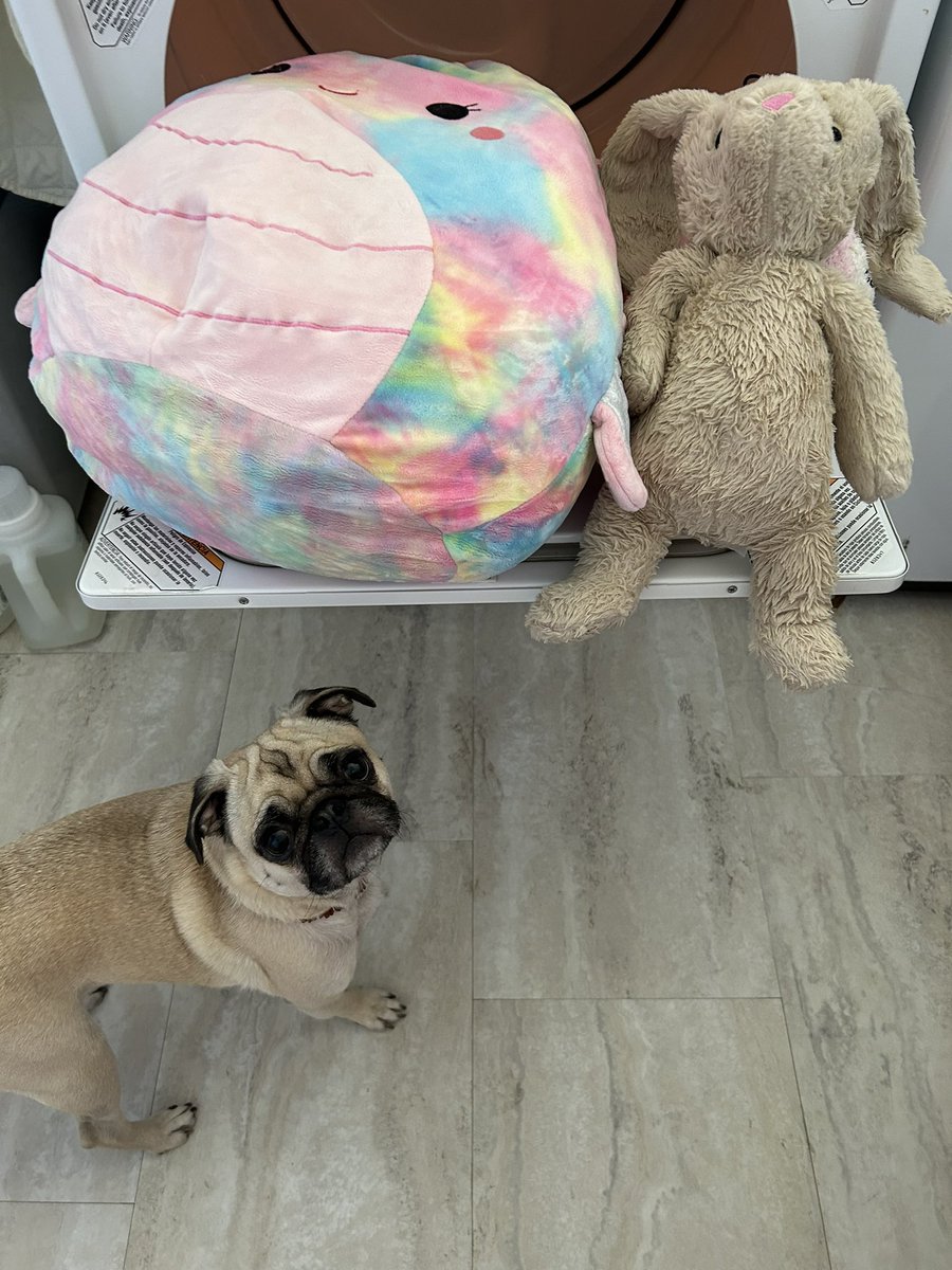 PetuniaMaePug's tweet photo. Goodnight 😴 pals! I hope y’all had a good day. Look 👀 what happened to Mr. Bunny 🐰 &amp; others!?! 🙉 They got a baff 🛁.. thankfully they survived da baff. Have a great new week ahead! Sweet dreams 😴 pals of 🐷 🐾 🐑. Lub you. 😘 #pugsoftwitter #dogsoftwitter https://t.co/XtFwVa1UVm