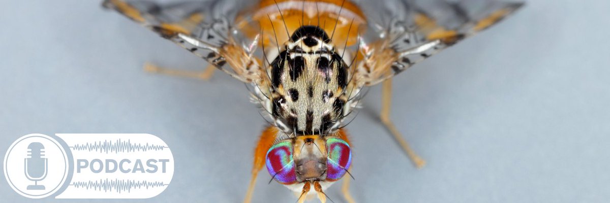 LISTEN : With spring and summer just around the bend, it's time to get to know the flies in your garden... what's good, bad and really bad 🪰🪰🪰🪰🪰 extensionaus.com.au/urbanplantheal…