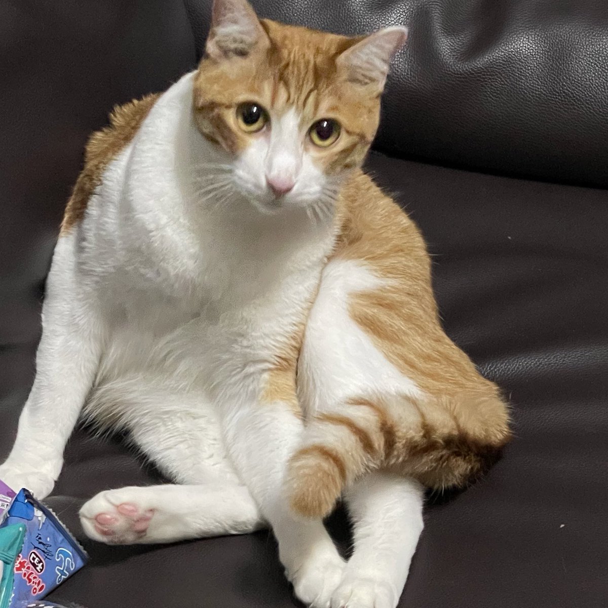 Ku4Kirera's tweet photo. 猫やめた？2
#猫　#おっさん https://t.co/l9iAHA9eZu