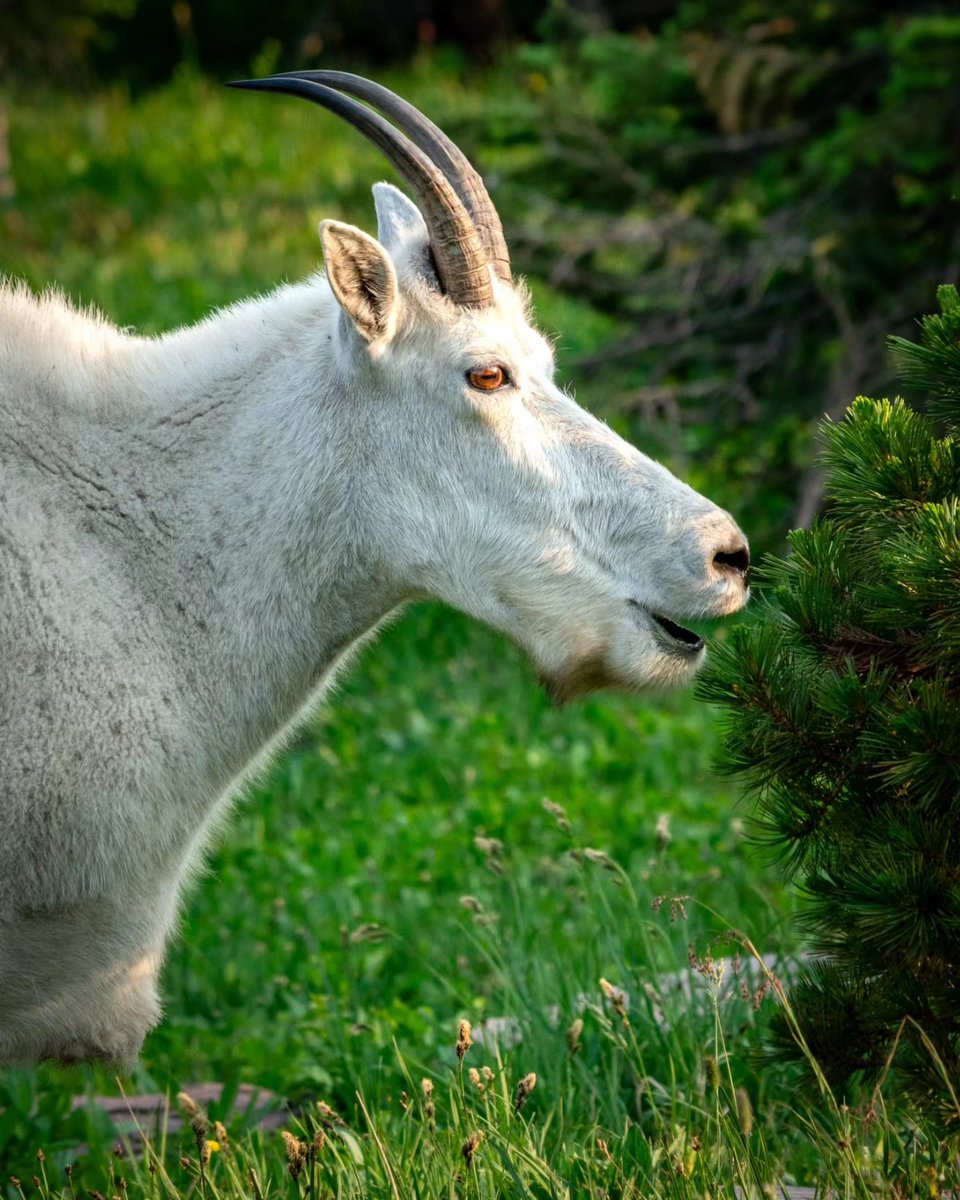 downhilltrucker's tweet photo. Mountain goat chilling in @GlacierNPS 
#wildlife #wildlifephotography #Montana #GOAT https://t.co/wUam0xlQIy