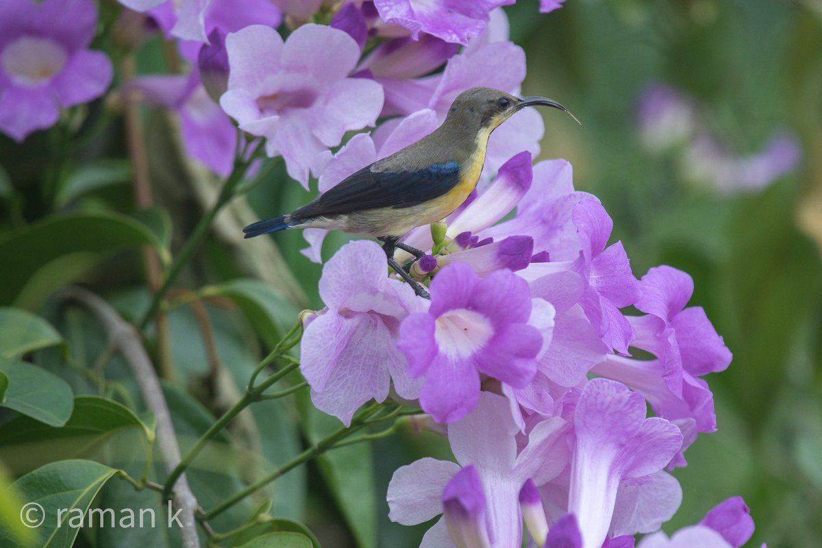 raman_ifs's tweet photo. blooming Garlic vine (Mansoa alliacea) gets purple sunbird (Cinnyris asiaticus) with its tubular tongue out. What a spectacle. https://t.co/ovg1AFYcnR