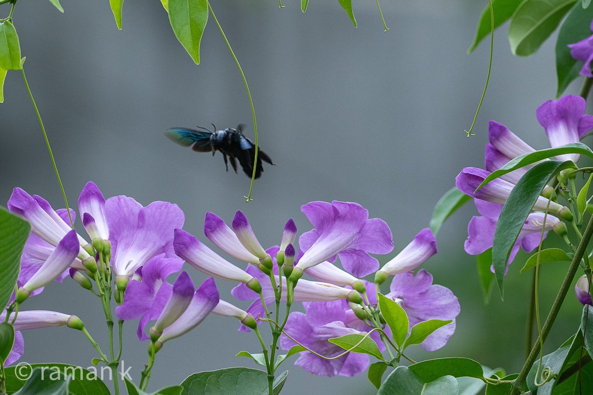 raman_ifs's tweet photo. blooming Garlic vine (Mansoa alliacea) gets purple sunbird (Cinnyris asiaticus) with its tubular tongue out. What a spectacle. https://t.co/ovg1AFYcnR
